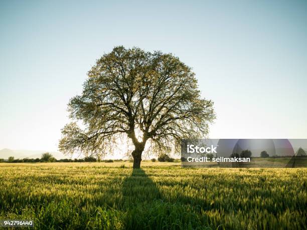 Large Oak Tree In Sunset Stock Photo - Download Image Now - Tree, Oak Tree, Large