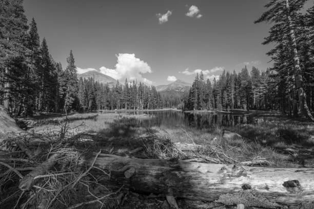istock Serenity at Yosemite National Park 942796550