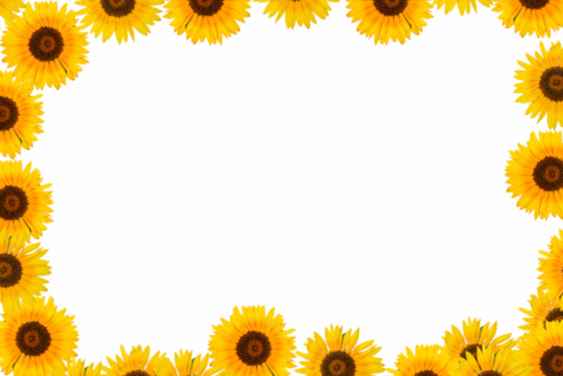 Sunflower frame XXXL. SEE ALSO MORE PHOTOS ISOLATED ON WHITE and