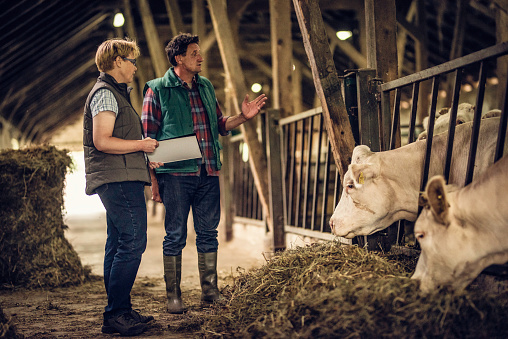 Farmer explaining something to an inspector with a clipboard while looking at his cows in a barn.