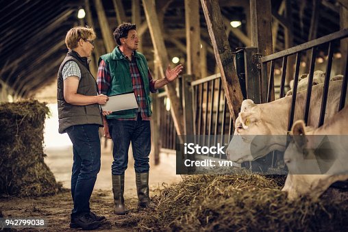 istock Farmer talking to inspector in a barn 942799038