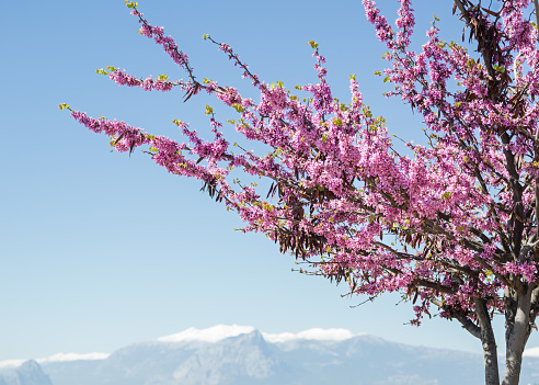 Peach tree with pink fruit flowers and Bey Mountain peak with snow during springtime. No people are seen in frame. Shot in outdoor daylight with a medium format camera. The sky is clear and blue.
