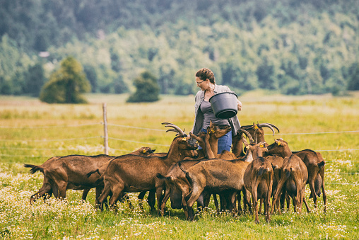 Woman on a field with a bucket feeding a group of horned brown goats.
