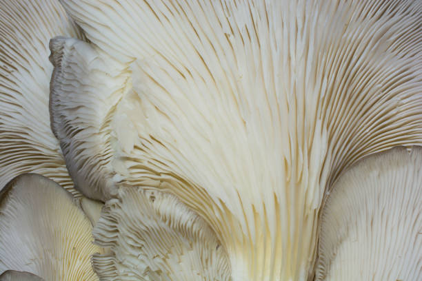 istock Close-up of oyster mushroom 942800282