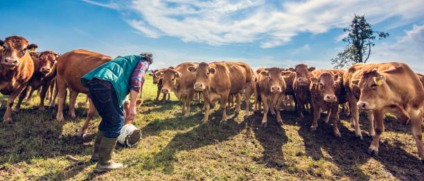 istock Farmer feeding a herd of cows 942800390