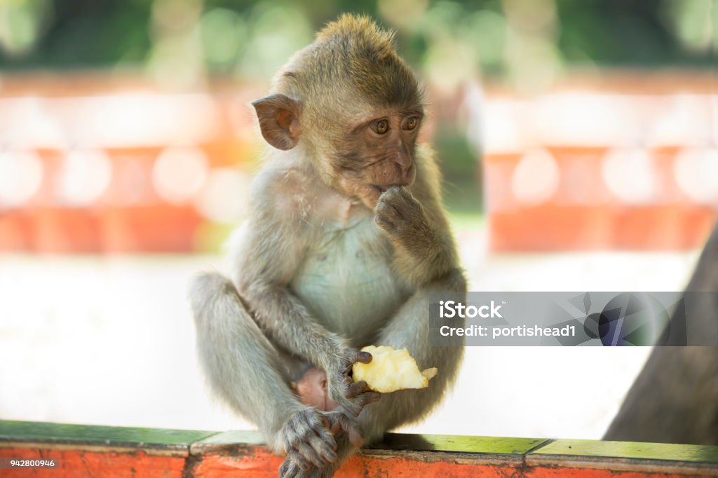 Bébé singe - Photo de Animal vertébré libre de droits