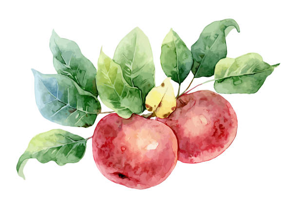 illustrazioni stock, clip art, cartoni animati e icone di tendenza di due mele acquerello rosse - mela illustrazioni