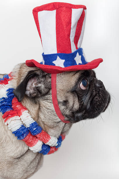 istock patriotic pug dog with red, white, and blue hat (XXL) 94280499