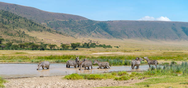 istock Landscape with zebras, Africa 942806110