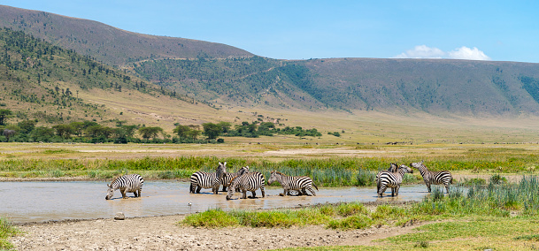 Zebras at Ngorongoro crater, Tanzania.