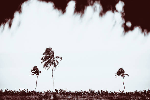 istock Palm trees  - West Africa, Benin 942808800