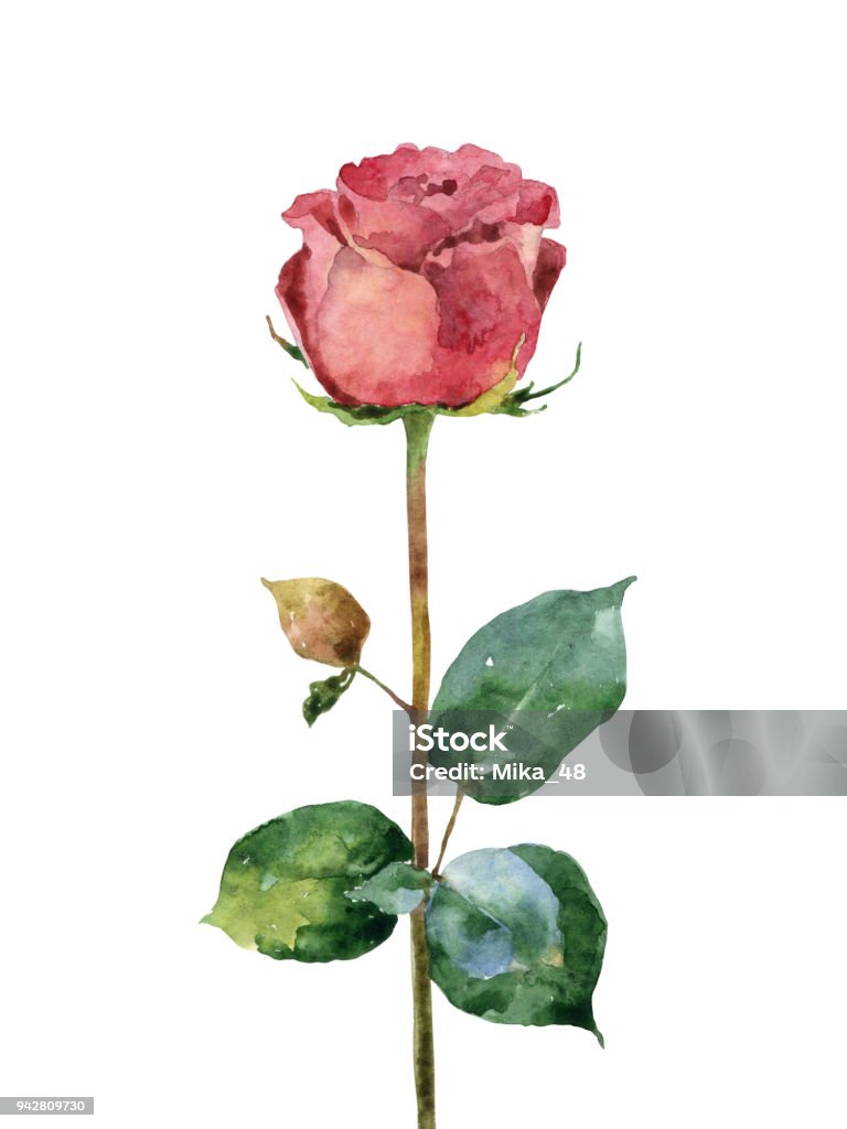 Watercolor rose on white background Red rose on white background. Watercolor illustration Rose - Flower stock illustration