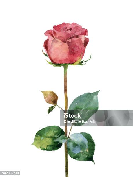 Watercolor Rose On White Background Stock Illustration - Download Image Now - Rose - Flower, Watercolor Painting, Red