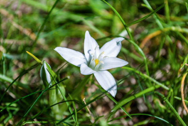 istock Ornithogalum white flower in grass 942810342