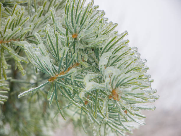 istock Branches of spruce covered with ice after rain 942810798