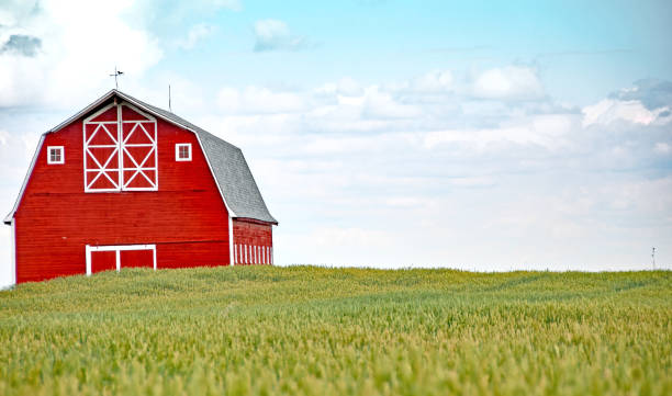 istock Large red barn in summer wheat field 942810842