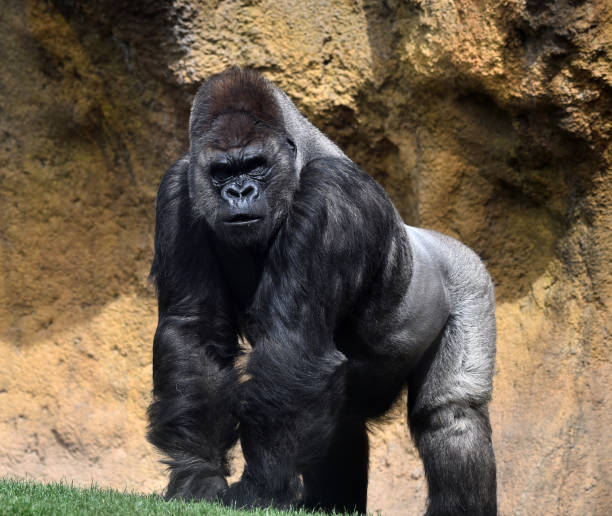 Gorilla Gorilla gorilla photos stock pictures, royalty-free photos & images