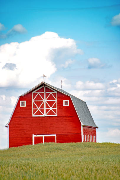 istock Large red barn in summer wheat field 942810856