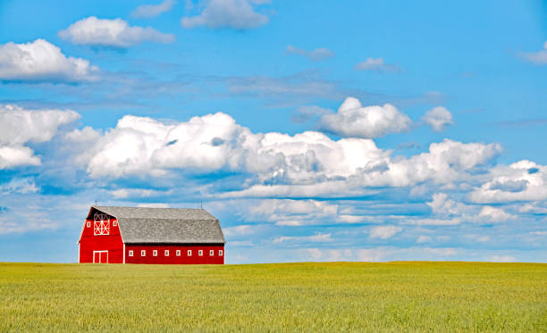 istock Large red barn in summer wheat field 942810878