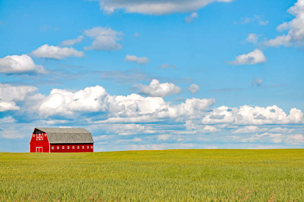 istock Large red barn in summer wheat field 942810912