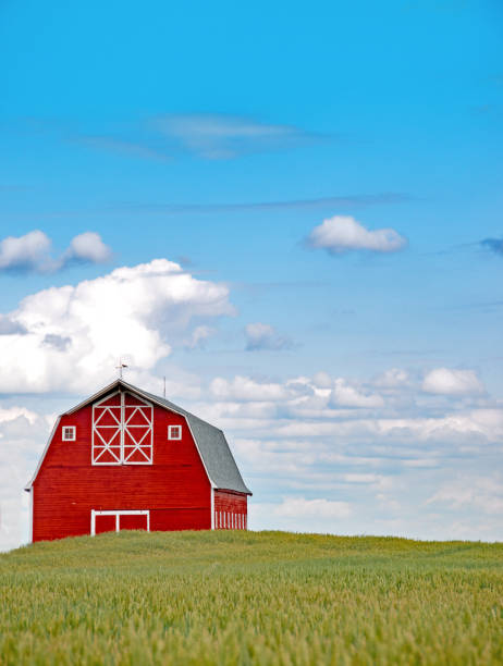 istock Large red barn in summer wheat field 942810930