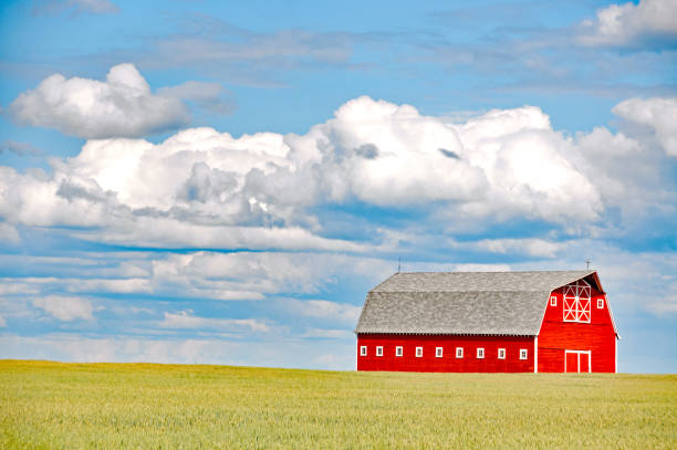 istock Large red barn in summer wheat field 942810976
