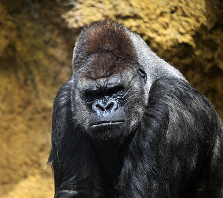Head of gorilla