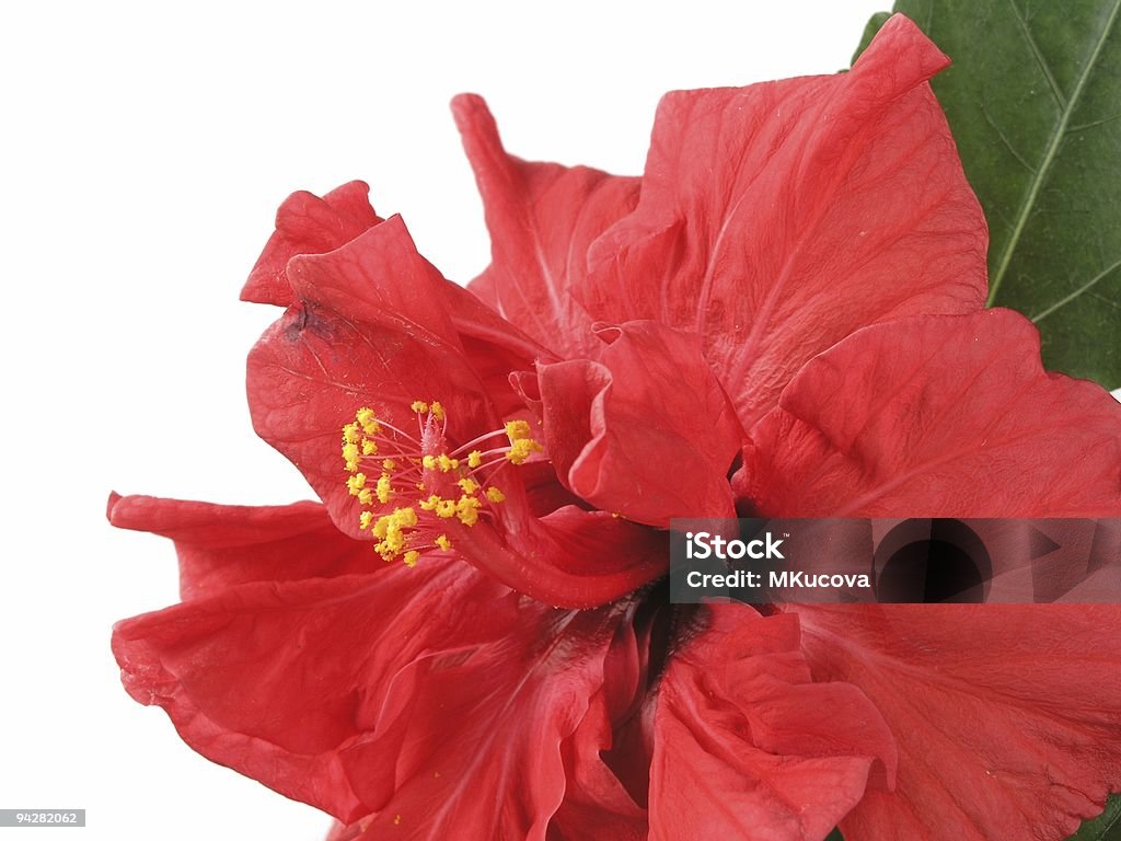 Hibiscus - Zbiór zdjęć royalty-free (Abstrakcja)