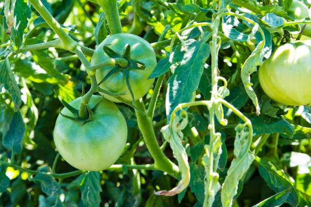 istock Tomatoes growing in the garden 942822462