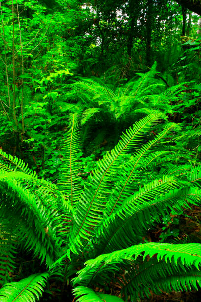 istock Pacific Northwest forest and Sword ferns 942822664