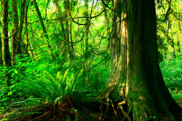 istock Pacific Northwest rainforest and Western red cedar trees 942822840