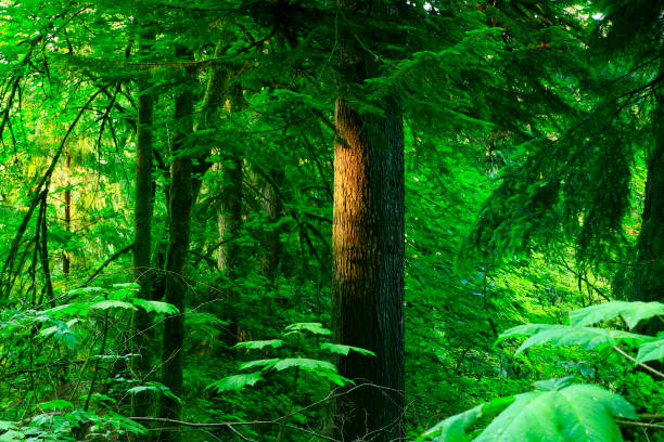 istock Pacific Northwest forest and Douglas fir trees 942822866