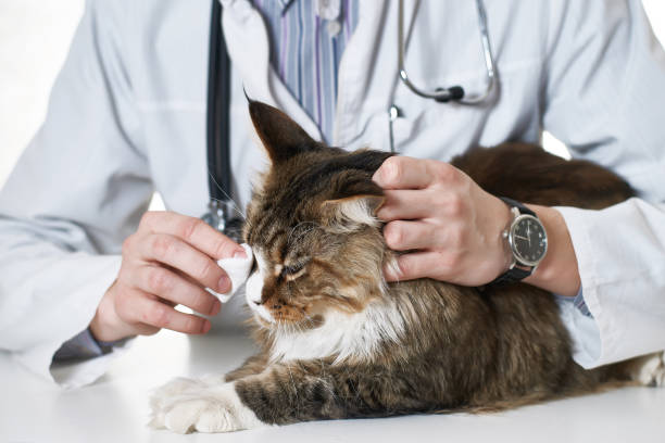 istock The vet heals cat's eye 942826440