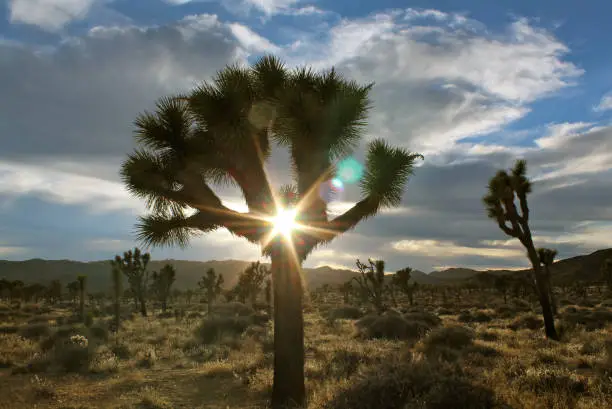 Late afternoon sun shines through a Joshua tree in this image shot at Joshua Tree National Park in southern California.