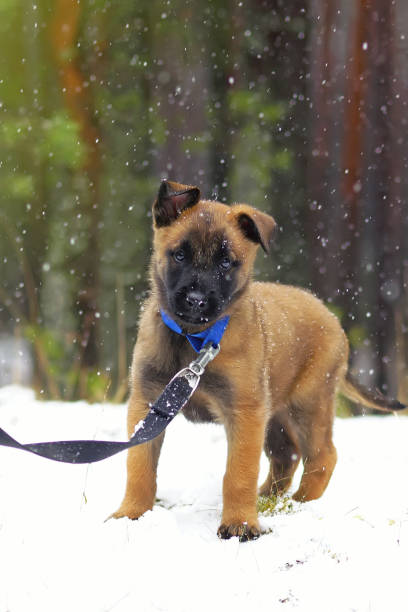 istock Interested Belgian Shepherd Malinois puppy with a blue collar staying outdoors on a snow in winter 942830028