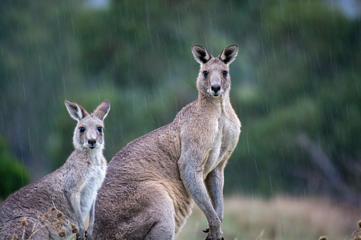 Two curious kangaroos