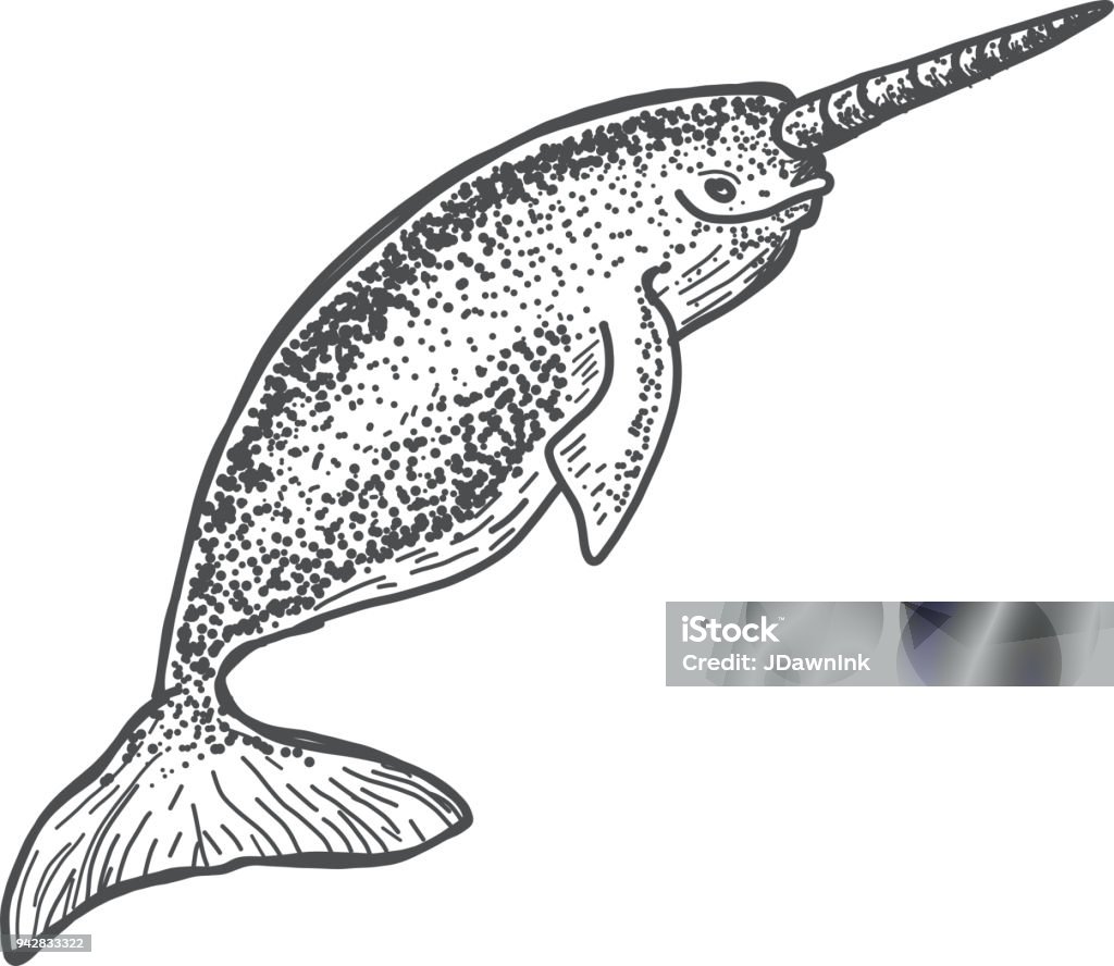 Narwhal sketch Narwhal sketch on white background Canada stock vector