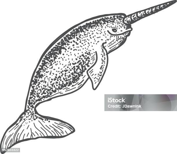 Narwhal Sketch Stock Illustration - Download Image Now - Canada, Cut Out, Drawing - Art Product