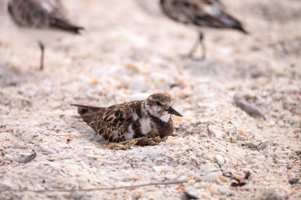 istock Nesting Ruddy turnstone wading bird Arenaria interpres 942835656
