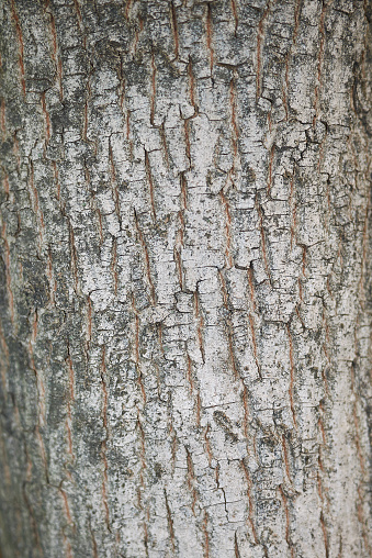 Acer campestre bark close up