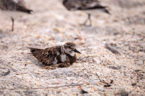 istock Nesting Ruddy turnstone wading bird Arenaria interpres 942835754