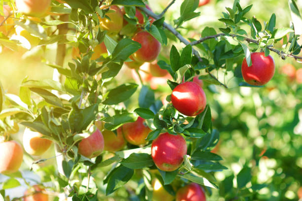 istock Red apples on apple tree branch on autumn day 942836376