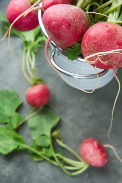 kilka fresh raw dojrzałe czerwone rzodkiewki z zielonymi liśćmi w białym wiadrze i rozproszone na ciemnoszarymernym tle. styl minimalistyczny. ogrodnictwo summer harvest zdrowy styl życia concept. widok z góry - picking up flash zdjęcia i obrazy z banku zdjęć