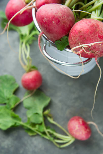 bunch of fresh raw ripe red radishes with green leaves in white bucket and scattered on dark grey stone background. minimalist style. gardening summer harvest healthy lifestyle concept. top view - picking up flash imagens e fotografias de stock