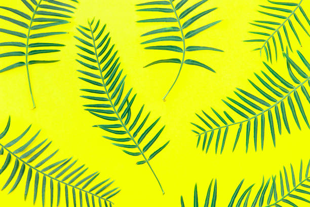 istock Fresh Green Fern Leaves Arranged in Pattern on Solid Yellow Background. Botanical Floral Plant Backdrop. Poster Banner Wallpaper Template. Natural Cosmetics Spa Wellness Concept. 942839388