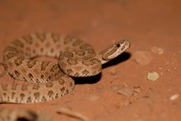 istock Midget Faded Rattlesnake 942843486