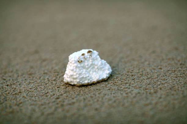 A close-up shot of styrofoam rubbish on an Australian beach.
