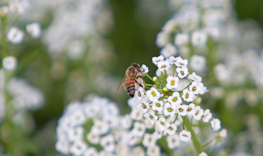bee collecting pollen on alysum flower