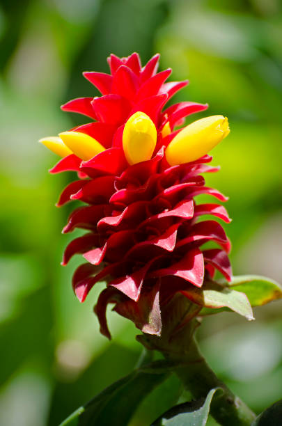 spiral ginger, Costus barbatus Flower head of spiral ginger, Costus barbatus, showing red bracts and yellow flowers. costus stock pictures, royalty-free photos & images