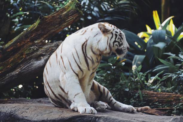 istock White Bengal Tiger in the wild 942853334